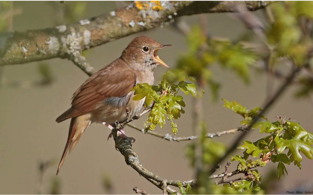 Initiation aux chants d'oiseaux - UNGERSHEIM