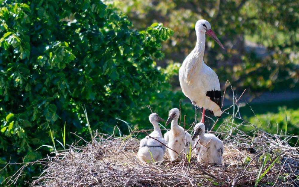 Rencontre avec la cigogne d'Alsace - UNGERSHEIM