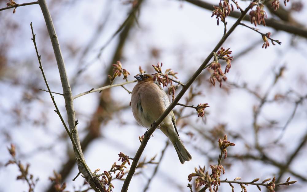 Oiseaux des parcs et jardins