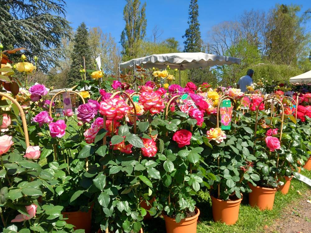 Fête des Plantes - SAINT ETIENNE