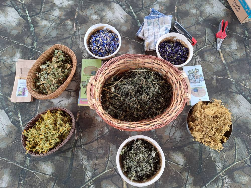 Atelier : Cueillette sauvage - Saint Chely d'Aubrac