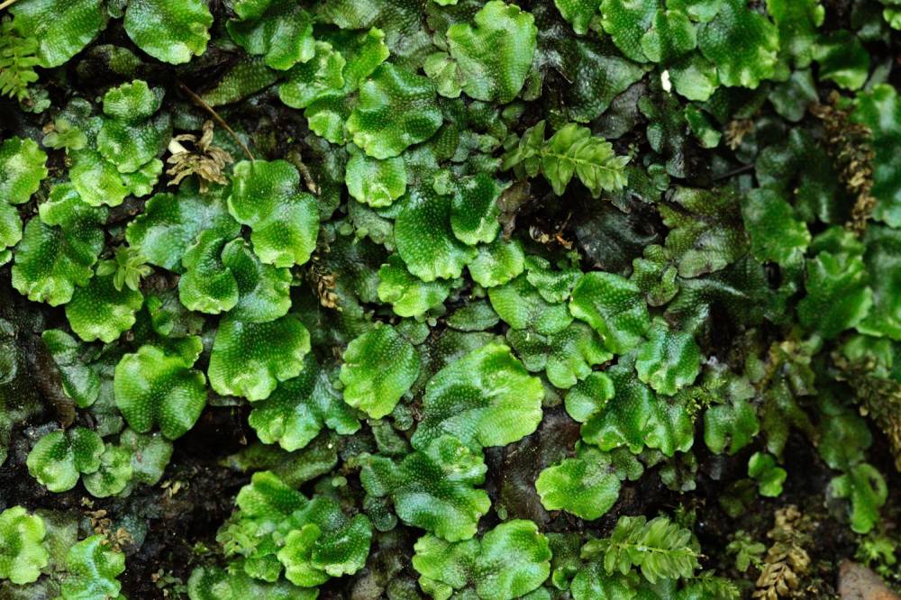 A la découverte des plantes invisibles ! - Chavaniac-Lafayette
