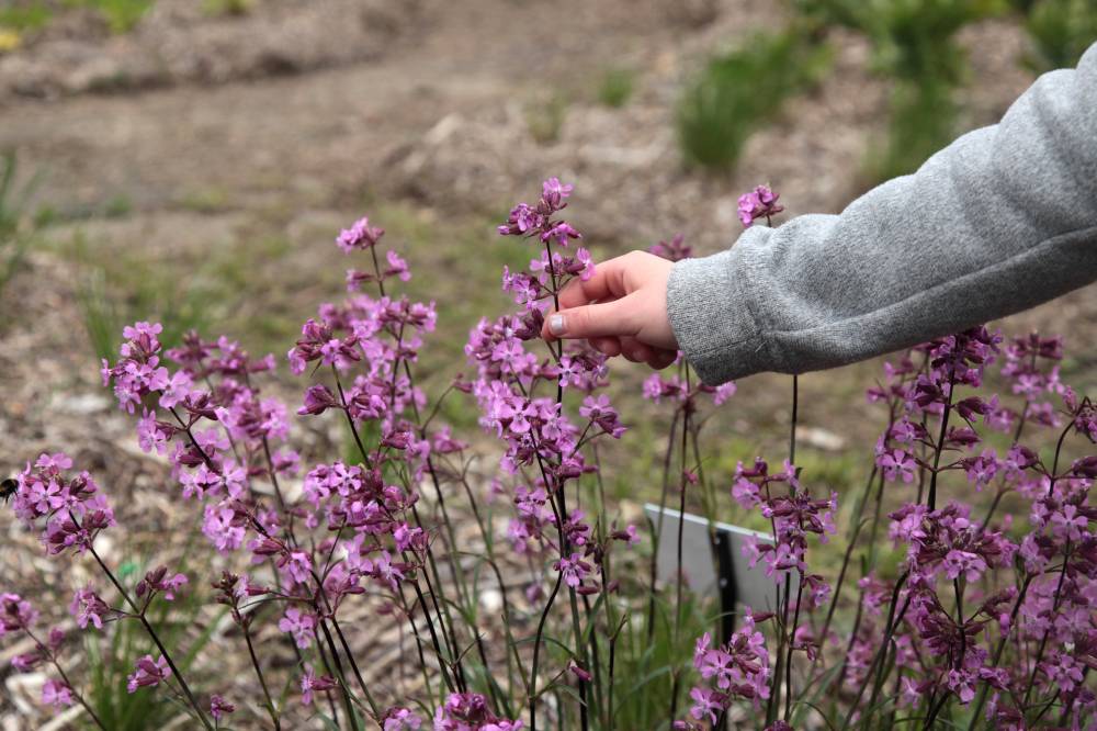 Animation ”Des plantes et des usages”  - Chavaniac-Lafayette