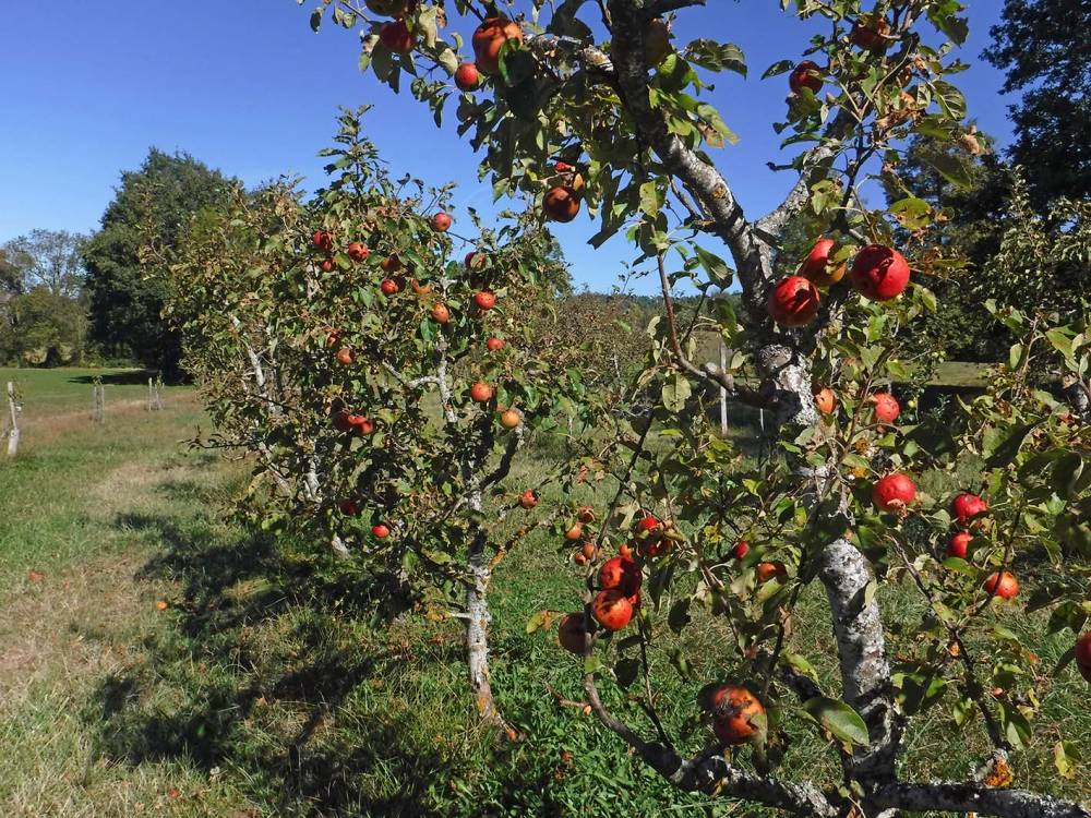 Pomme de Reinette et pomme d'Api  - Chavaniac-Lafayette