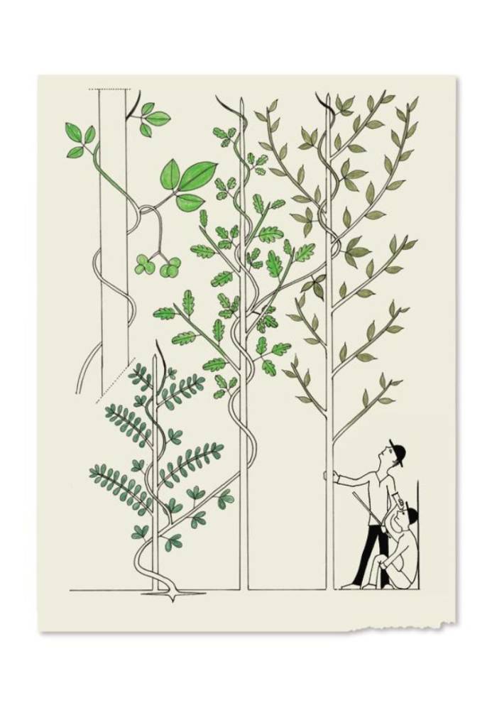 Des arbres à croquer : architecture et bienfaits des arbres  - Chavaniac-Lafayette