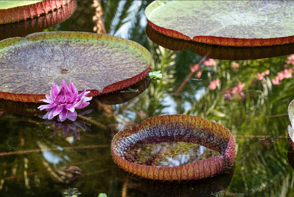 Secrets des jardins botaniques : cultiver et préserver la flore exotique - Menton
