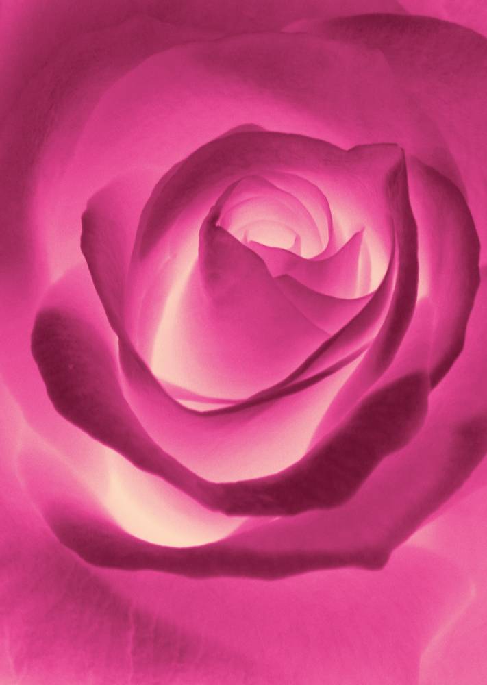 Week-end Rose
