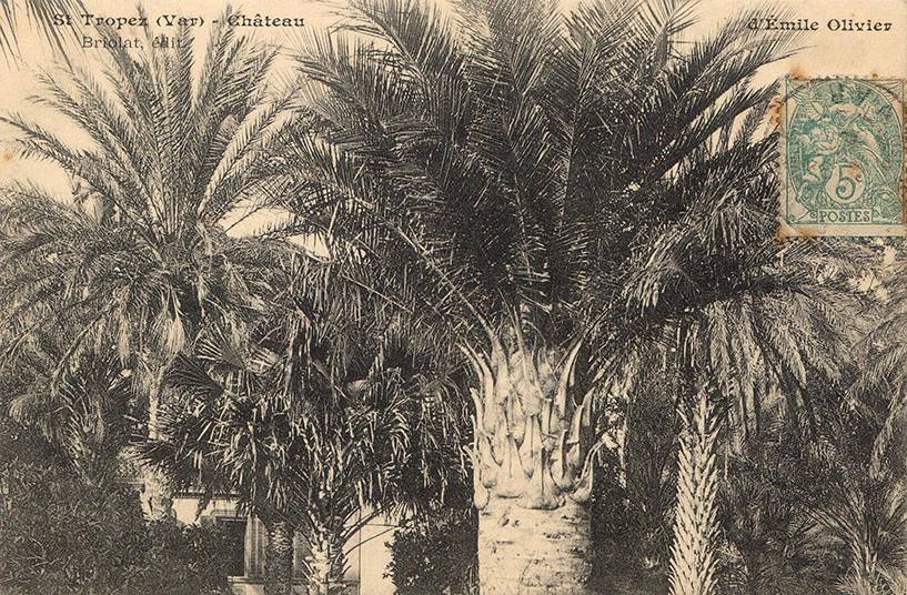 Les palmiers de nos jardins, d'hier à aujourd'hui - Villers-lès-Nancy