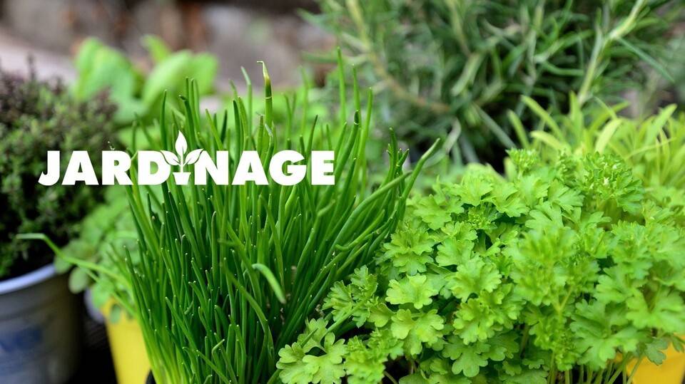 Aromatiques et condimentaires - Villers-lès-Nancy