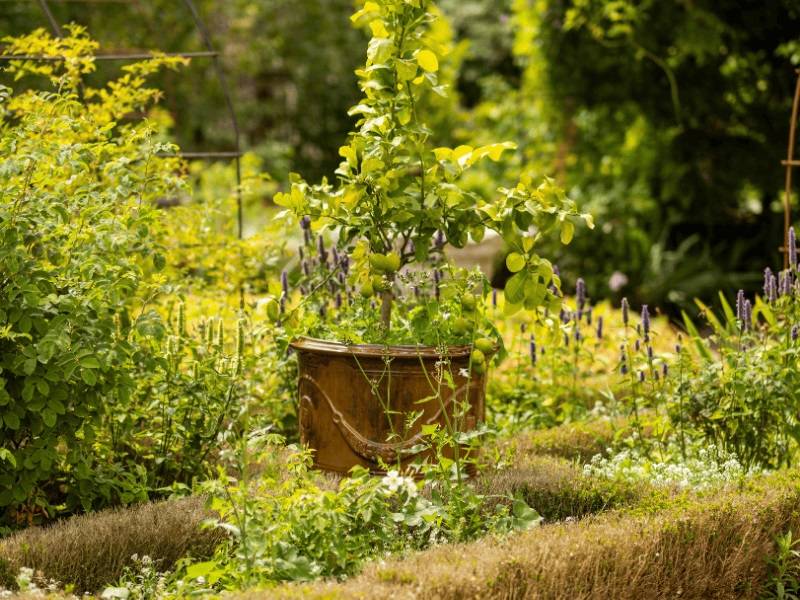 Visite du jardin des Simples - Saint-Martin-de-Boscherville