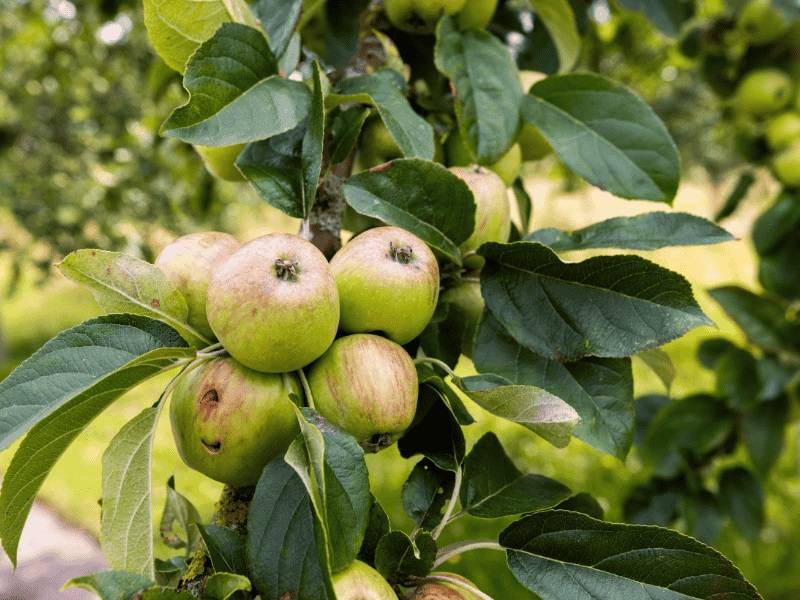 L'art des fruitiers dans les jardins de l'abbaye - Saint-Martin-de-Boscherville