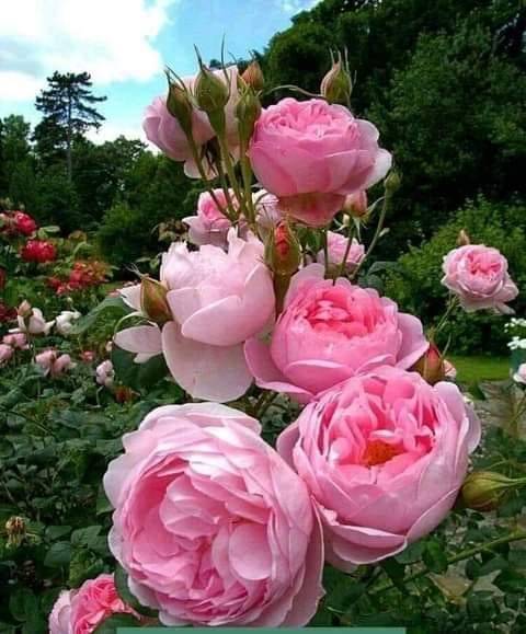 Printemps d' Arliquet - AIXE  SUR  VIENNE