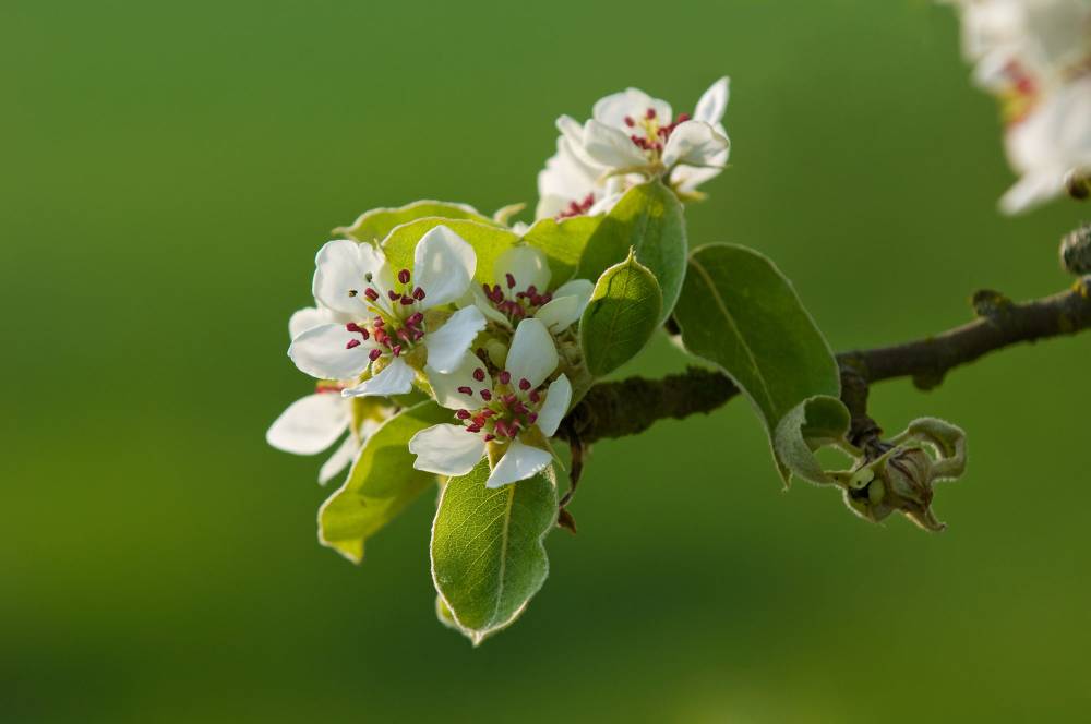 Apprendre à tailler les pommiers au verger  - Chavaniac-Lafayette