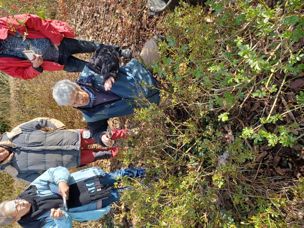 Cours de taille des rosiers - Ménéac