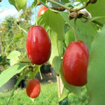 Portes ouvertes d’automne - Saint-Vrain Portes ouvertes d’automne - Saint-Vrain