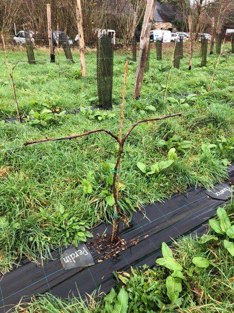 Stage : Conduite de la vigne et production de raisin en Bretagne  - Pleumeur Bodou