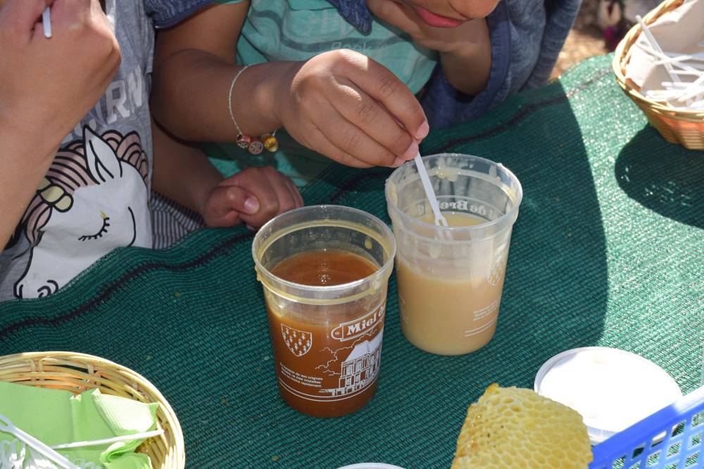 À la découverte des abeilles et des plantes mellifères 