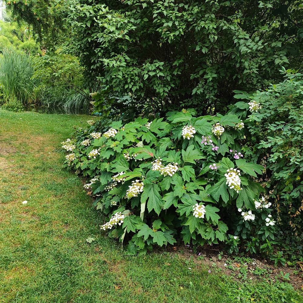 rendez-vous aux jardins - Rainans