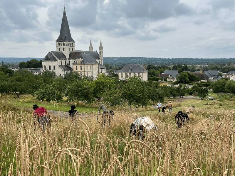 Moisson participative - Saint-Martin-de-Boscherville
