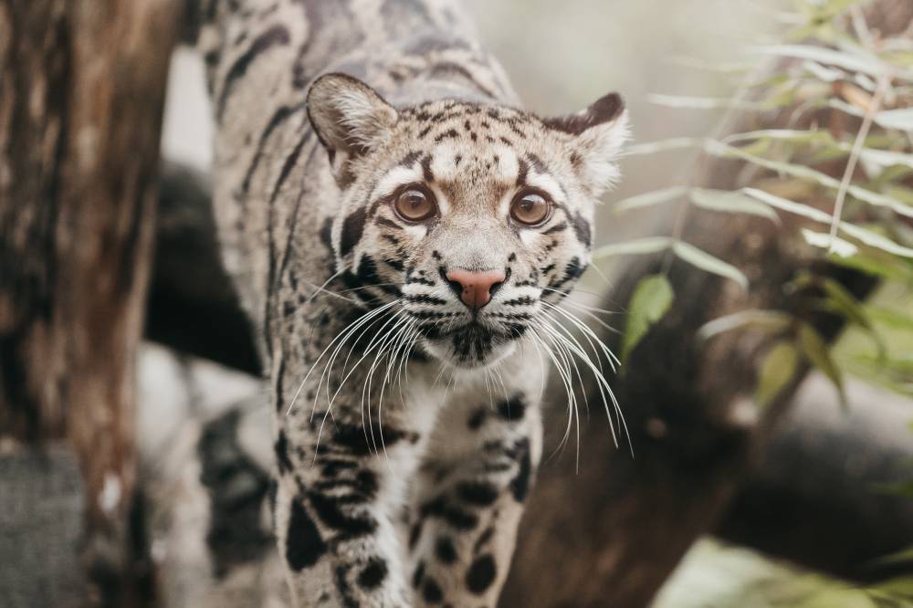 Journée découverte de la conservation - Mulhouse