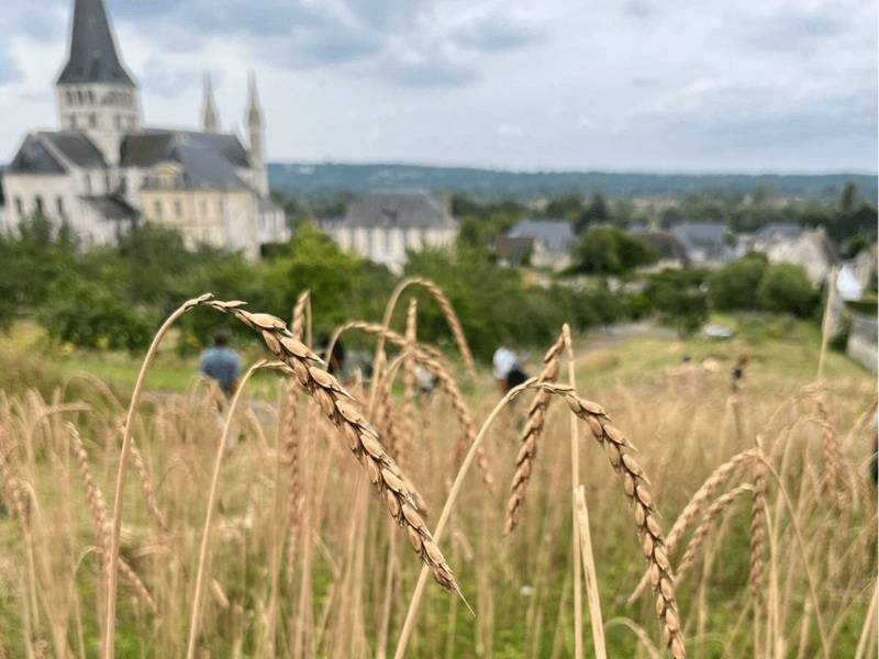 Atelier - Mosaïque en graines - Saint-Martin-de-Boscherville
