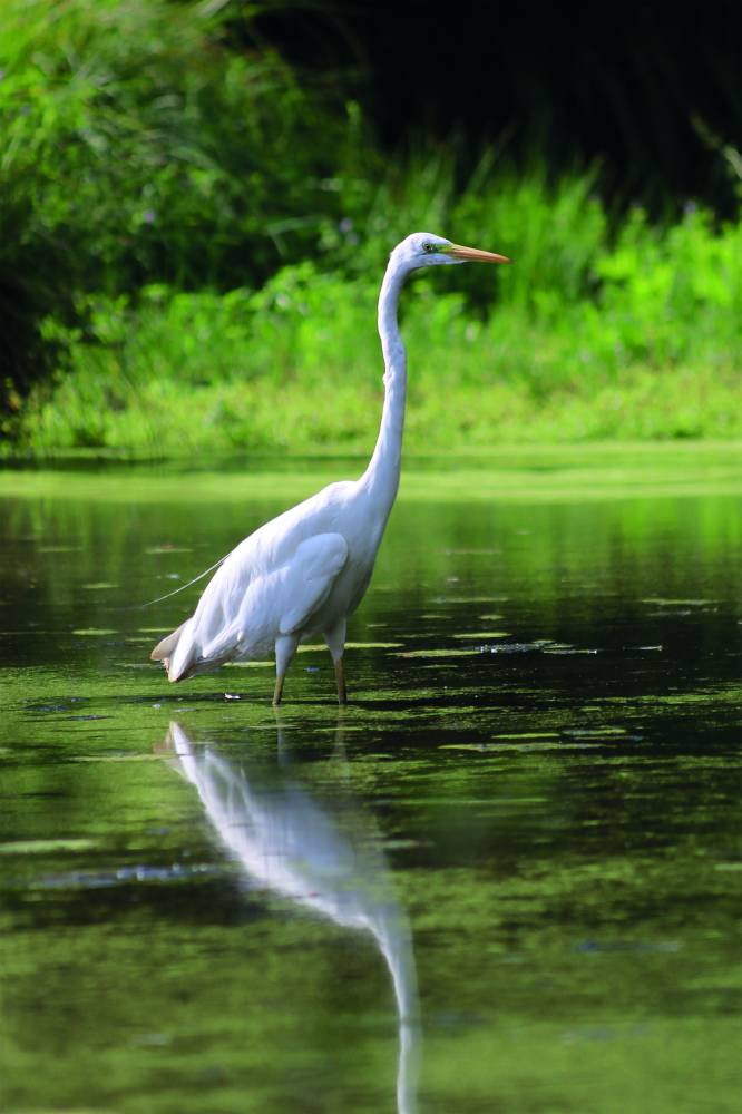 Balade nature observation des oiseaux - Carquefou 44470