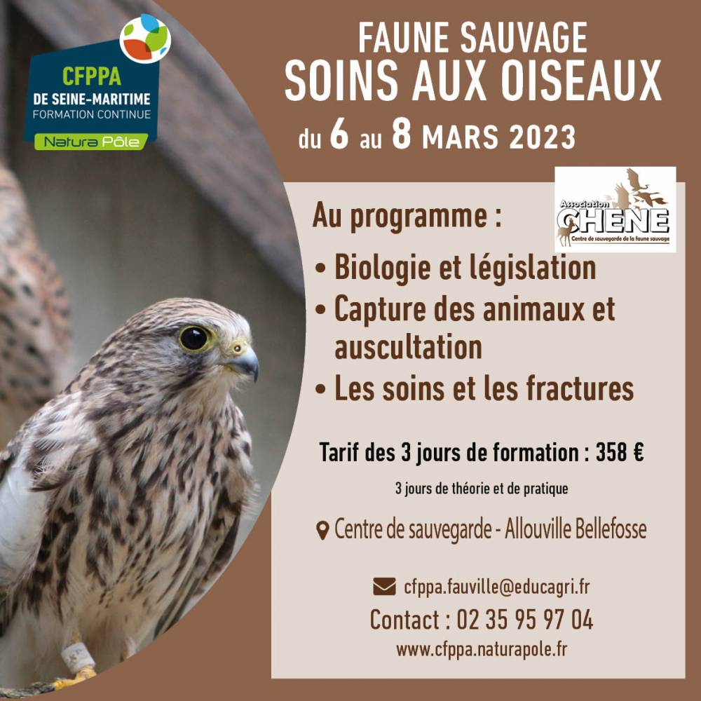 Faune Sauvage - soins aux oiseaux - allouville Bellefosse (76)