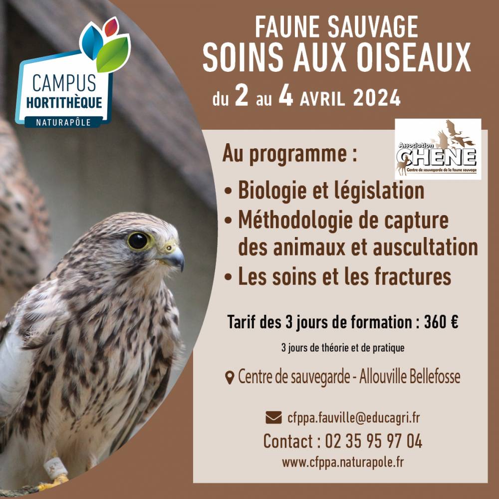 Faune Sauvage - soins aux oiseaux - Fauville en caux (76)