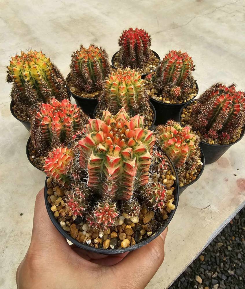 magnifiques cactus gymnocalycium mihanovichii - ST APOLLINAIRE (21)