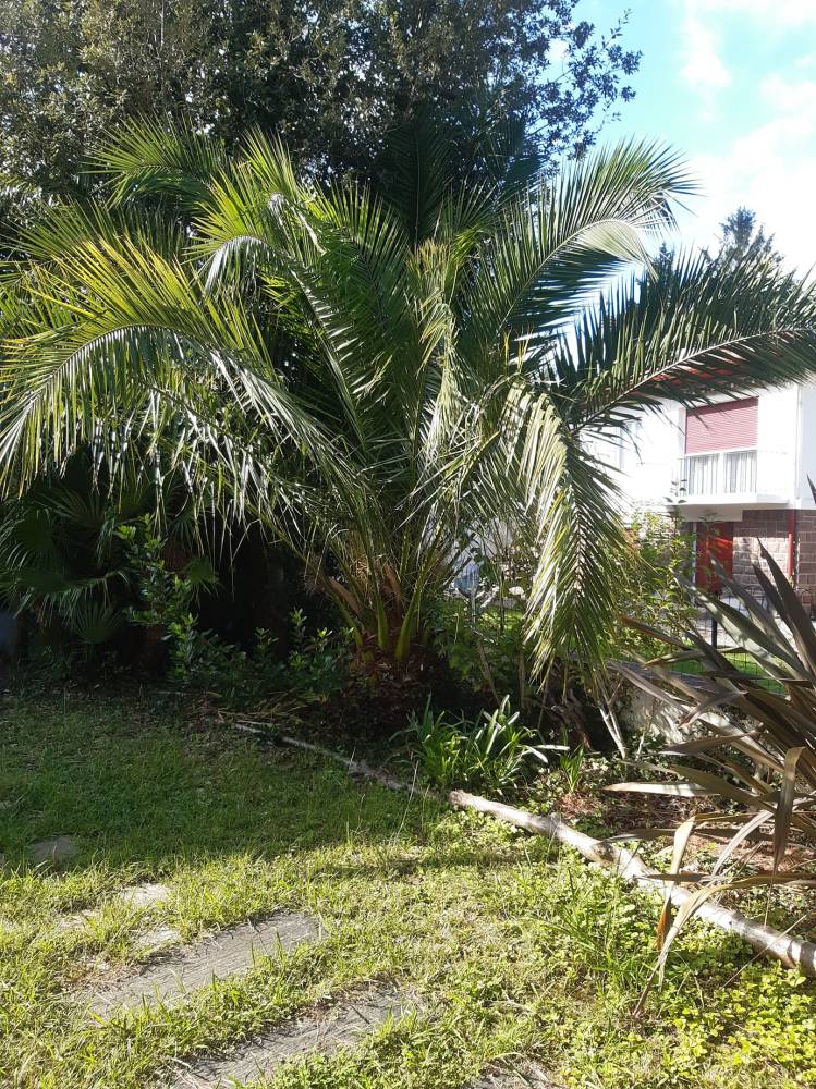 Grand palmier de type Phoenix Canariensis (15 ans) - Halsou (64)