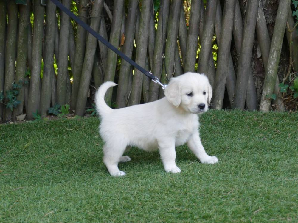 A donner Magnifiques Chiots Golden Retriever - 83000 (83)