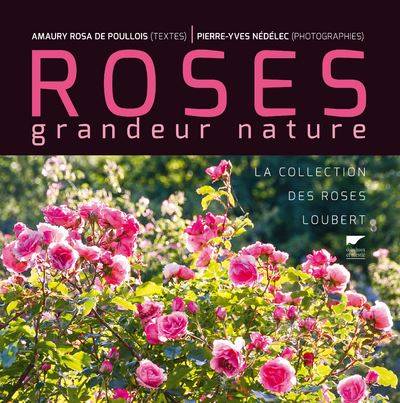 Roses grandeur nature