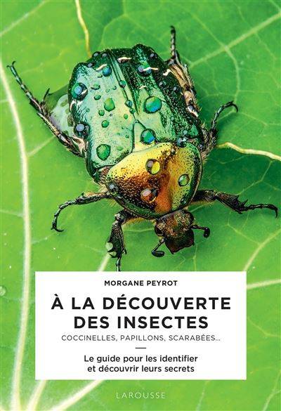 À La Découverte Des Insectes