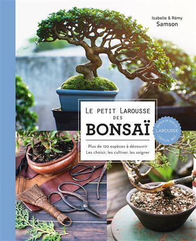 Comment entretenir un bonsaï – un guide complet