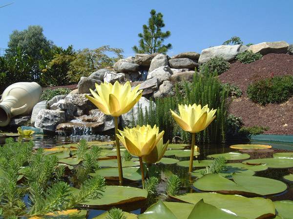 Watery Gardens photo 3