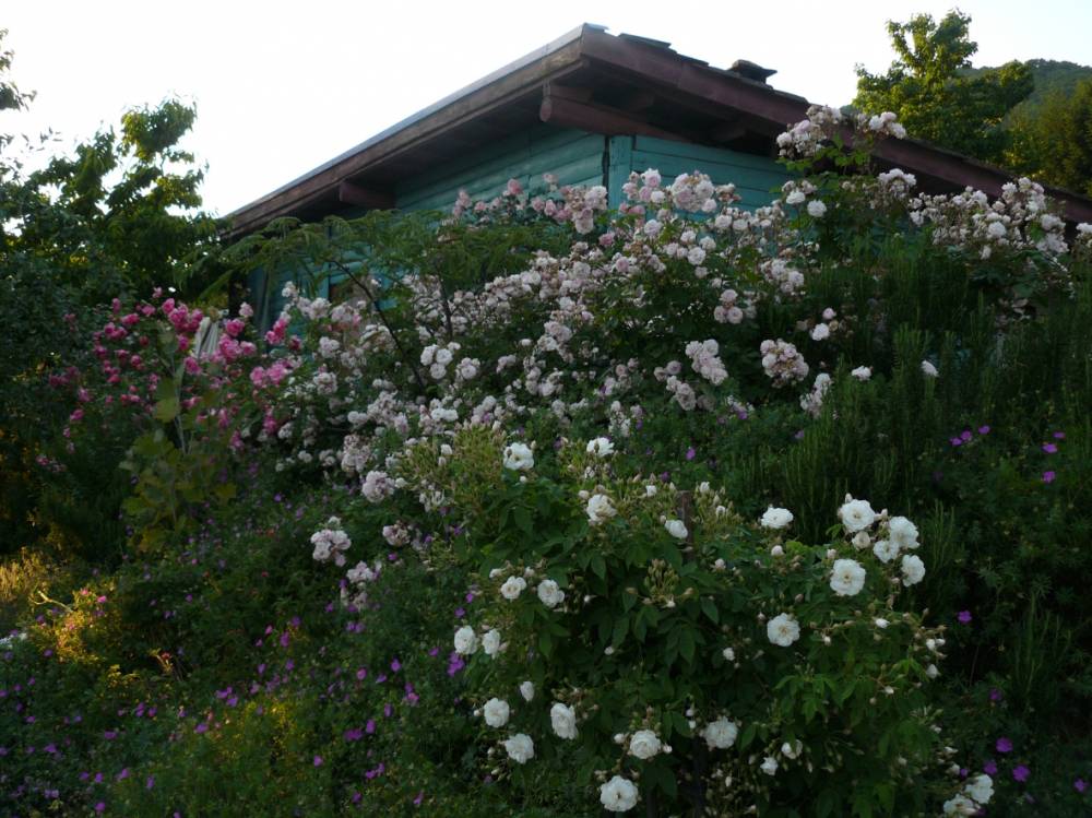 Jardin Potager – French Kitchen Garden – Fort de Chartres Heritage