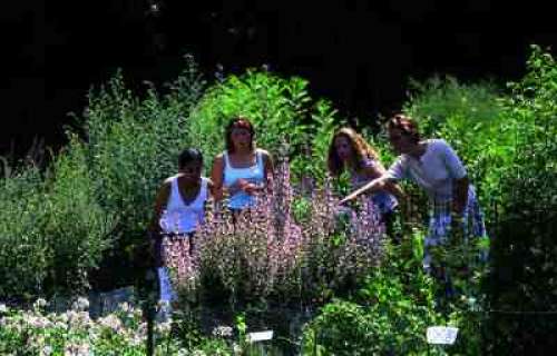 Jardín de Plantas Medicinales de la Abadía de Vauclair