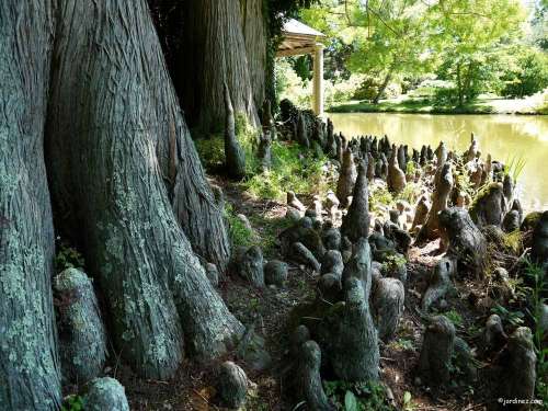 Arboretum di Balaine