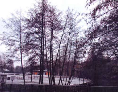 Arboretum de l' Ile de La Ronde