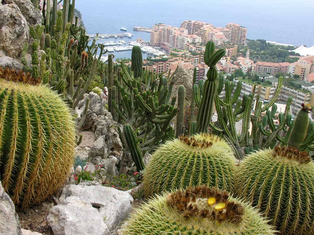 Der Exotische Garten Von Monaco In Provence Alpes Cote D Azur