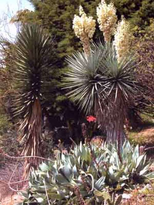 Jardin Botanique