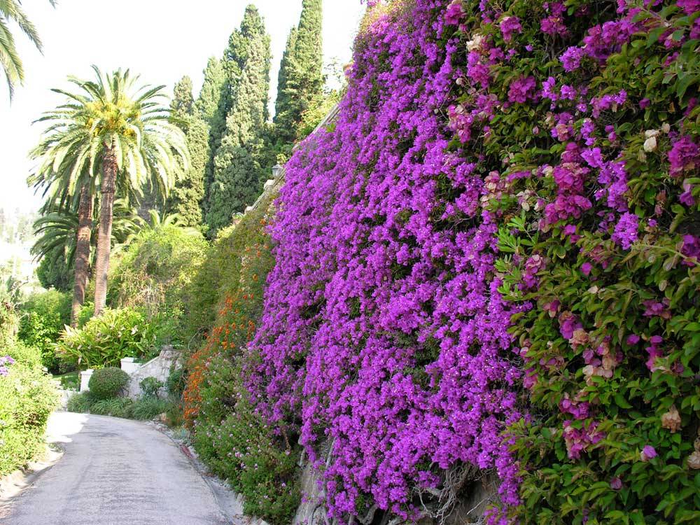 Jardin de la Villa Maria Serena photo 1