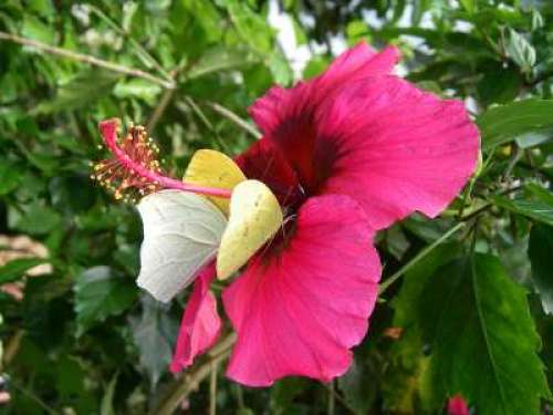 The Naturospace Butterfly House