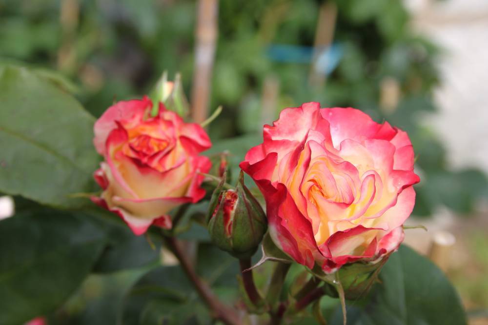 Rendez-vous aux jardins, Le jardin des roses, Saint-Yrieix-sur-Charente (16)