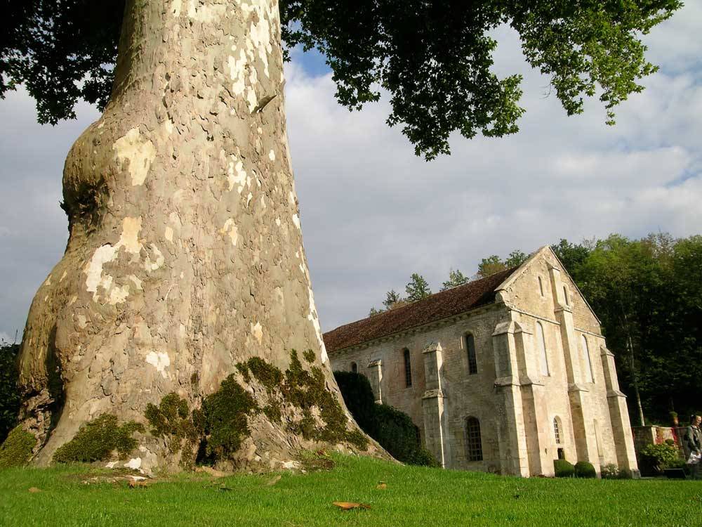 Jardins de l'Abbaye de Fontenay photo 1