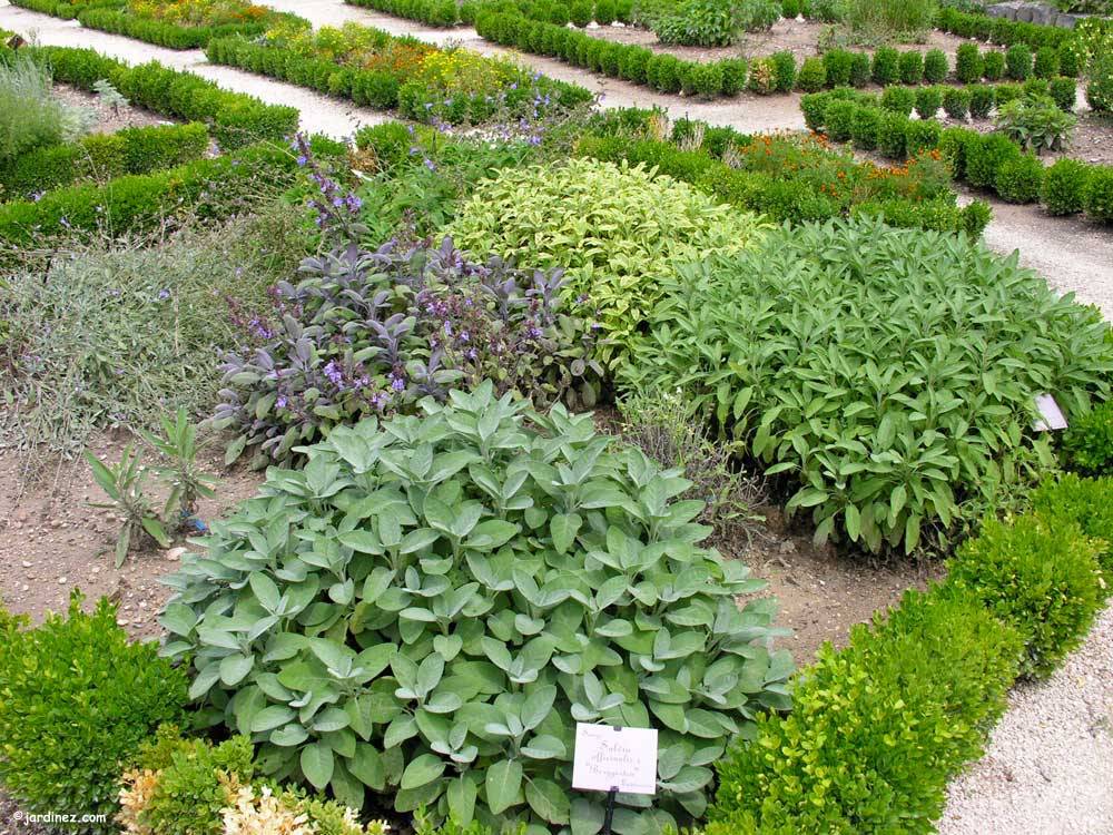 Garden Of Herbs photo 4