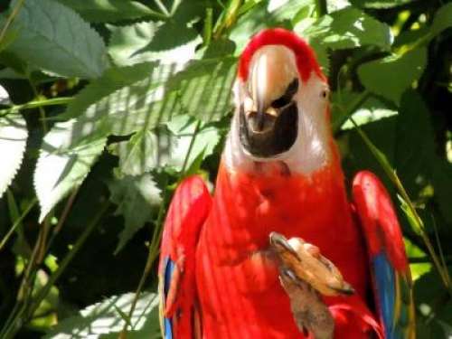 Le Jardin aux oiseaux