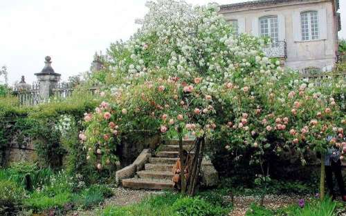 Jardin du Château de Mongenan