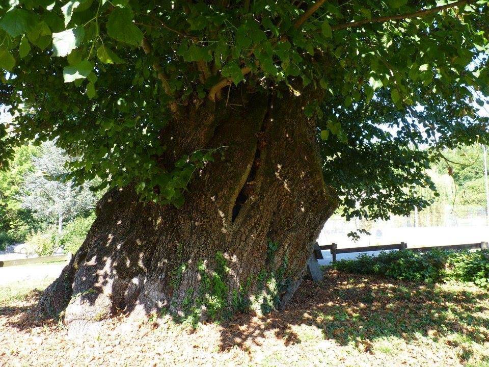 25ème Fête des plantes, La Maison de l'arbre et le Tilleul de Réaumont, Réaumont (38)