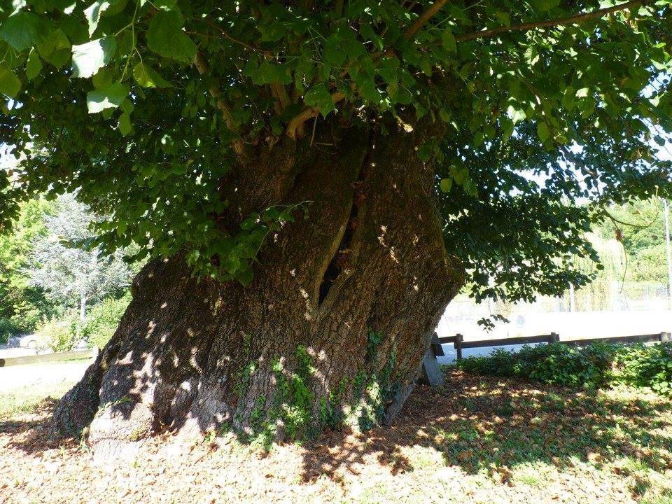 La Maison de l'arbre et le tilleul de Réaumont